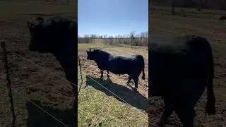 This Angus bull is long as a freight train.