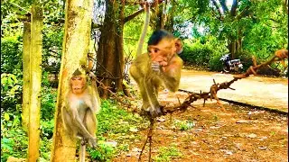 Baby Masha is smart when she has food. She was not near the other monkeys.