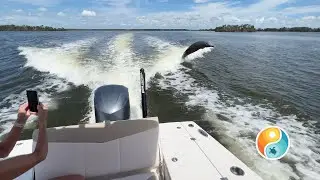 Sunday Funday! Fort Myers Dolphin Cruise with Sandy Bottom Boating!