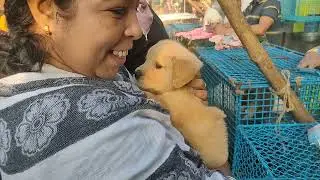 Golden retriever.. German shepherd..Spitz.. Labrador.. Husky.. Pomeranian Gallif street Dog market..