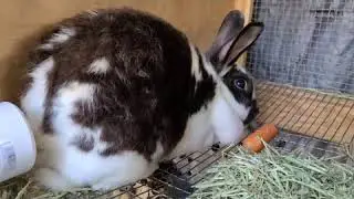 Spoiling the Bunnies