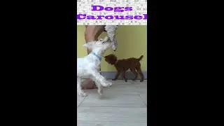 Dogs Carousel Funny Dog Youtube #Shorts