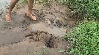 Catching eels fish near river bank//catch a lot of fish