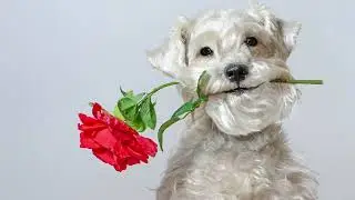 4K Valentine’s Day Frame TV Art | Cute Dog with Rose Background | Puppy Love |TV Art for Valentine’s