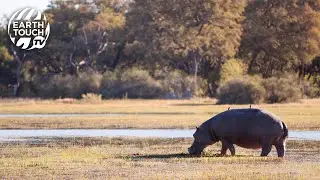 Hippos wallow in the mud