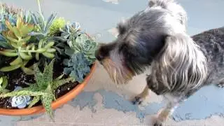 How to Deal with Etiolated (Stretched Out) Succulents