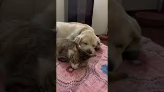 #cutedog#ytindia#ytindishorts#trending#shortfeed#