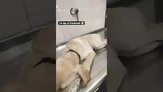 parvovirus treatment | first day of parvovirus treatment | parvovirus in Labrador dog | Labrador pup