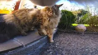 Mr Petcam HD &mdash; узнайте тайную жизнь своего питомца &mdash; камера для наблюдения за питомцами на ошейнике