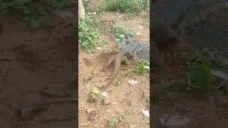Komodo dragon trapped on the net #komodo #dragon #trapped #shortsfeed #shortsvideo #rescue #shorts