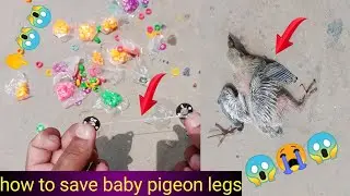 Pigeon Splay Leg Treatment || Hashim Mahmood Pigeons