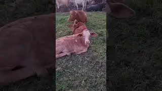 Ternera simental , arribando ya a sus meses producto de inseminaci&oacute;n artificial!