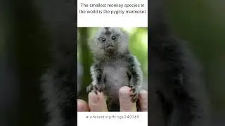 Worlds smallest monkey (Pgymy Marmoset)!!