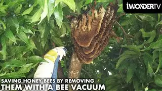 Vacuuming Bees From A Massive Bee Hive In A Tree