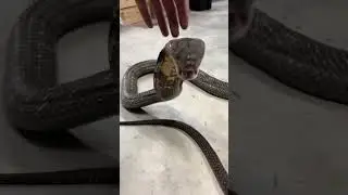 King Cobra ROAR! #shorts 1
