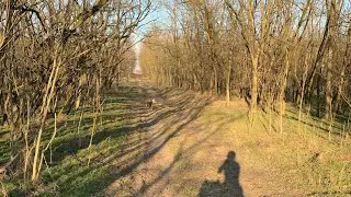 Galloping with Nature😍 #hucul #horseriding #countryside #galloping ￼