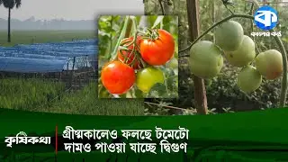 পলিসেড পদ্ধতিতে গ্রীষ্মকালীন টমেটো চাষে ঝুঁকছেন কৃষক | Summer Tomato Farming | Krishi Kotha