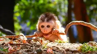 Oh My Dear Lovely Baby Monkey Why You Are So Cute! Mom Left Baby To Play Alone In The Jungle