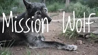 I visit a Wolf Sanctuary and Education Center- Mission Wolf
