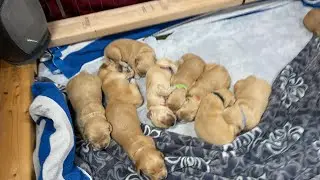 🐶❤️ Golden Retriever Puppies Day 12 & Riley Update