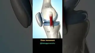 Knee Joint Movement Animation