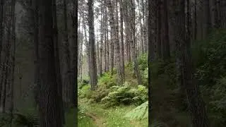 31 year old Pinus Radiata grove near Whangarei, New Zealand.