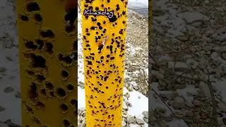 Расстреляли но стоит до конца #shorst