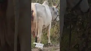 tharparkar cow for sale#tharparkar ##tharparkarcow #vairalvideo #vairal