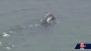 Whales spotted in Cape Cod Bay