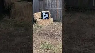 Deer PreSeason - The Block Crossbow target