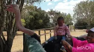 ostrich farm tour and ostrich ride.