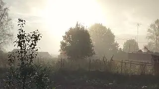 Яблоня 