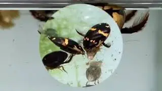 SUNBURST DIVING BEETLE