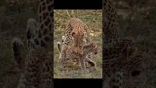 leopard and cheetah.snow leopard cub scares mom | leopard and cheetah video #shorts #youtubeshorts