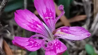 &Delta;&iota;ά&chi;&upsilon;&tau;&omicron;&iota; &delta;ί&alpha;&nu;&theta;&omicron;&iota; (Dianthus diffusus) &sigma;&tau;&alpha; &omicron;&rho;&omicron;&pi;έ&delta;&iota;&alpha; &tau;&omicron;&upsilon; &Xi;&eta;&rho;&omicron;&beta;&omicron;&upsilon;&nu;ί&omicron;&upsilon; &Epsilon;ύ&beta;&omicron;&iota;&alpha;&sigmaf;