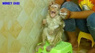 Smart Monkey Kako Sleepy And Yawn Very Big Mouth While Bathed
