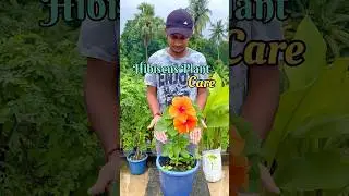 Hibiscus Plant Care Tips | Tips To Get More Flowers In Hibiscus #hibiscus plantcare #hibiscusflower