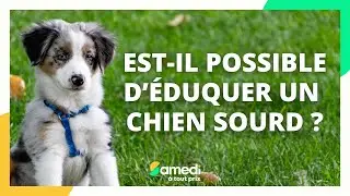 Est-il possible d'éduquer un chien sourd ? - Samedi à tout prix