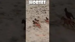 What Happens When Horses Go Shoeless The Real Purpose of Horseshoes