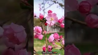pal ek pal❤️☺️ morning view 🏞️🌱||#ringtone☺️❤️ Shreya Ghoshal #New#whatsapp#status#female# version