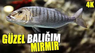 Kumları Eşeleyerek Ge&ccedil;en Bir &Ouml;m&uuml;r Mırmır Balığı | Lithognathus mormyrus | G&ouml;r&uuml;nt&uuml; Avı