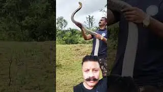 #cobra #snakebite #snakerescueteam #snake #snakehelpline