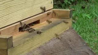 Zen Peace Bee Video