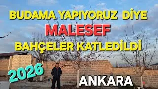 CEVİZ ÜRETİCİSİNİN EN BÜYÜK ZARARI.YANLIŞ BUDAMA İLE GİDEN SERVET