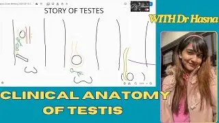 The story of TESTIS with CLINICALS | made EASY to undersrand with fun concept with Dr Hasna