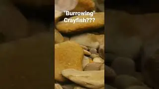 Did you know there are lots of Crayfish that Burrowing often far from streams? See my video!