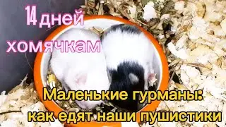 14 дней хомячкам. Маленькие гурманы: как едят наши пушистики. #хомяки #hamster #сирийскиехомяки 