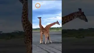 Animals Fighting for Dominance