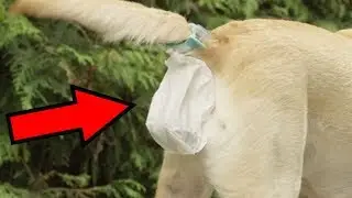 10 Insane Pet Toys & Gadgets You Must See