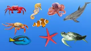 One Day in the Ocean: 10 Beautiful Sea Animals in the Morning 🐢| Animal Life On Earth-  ALOE